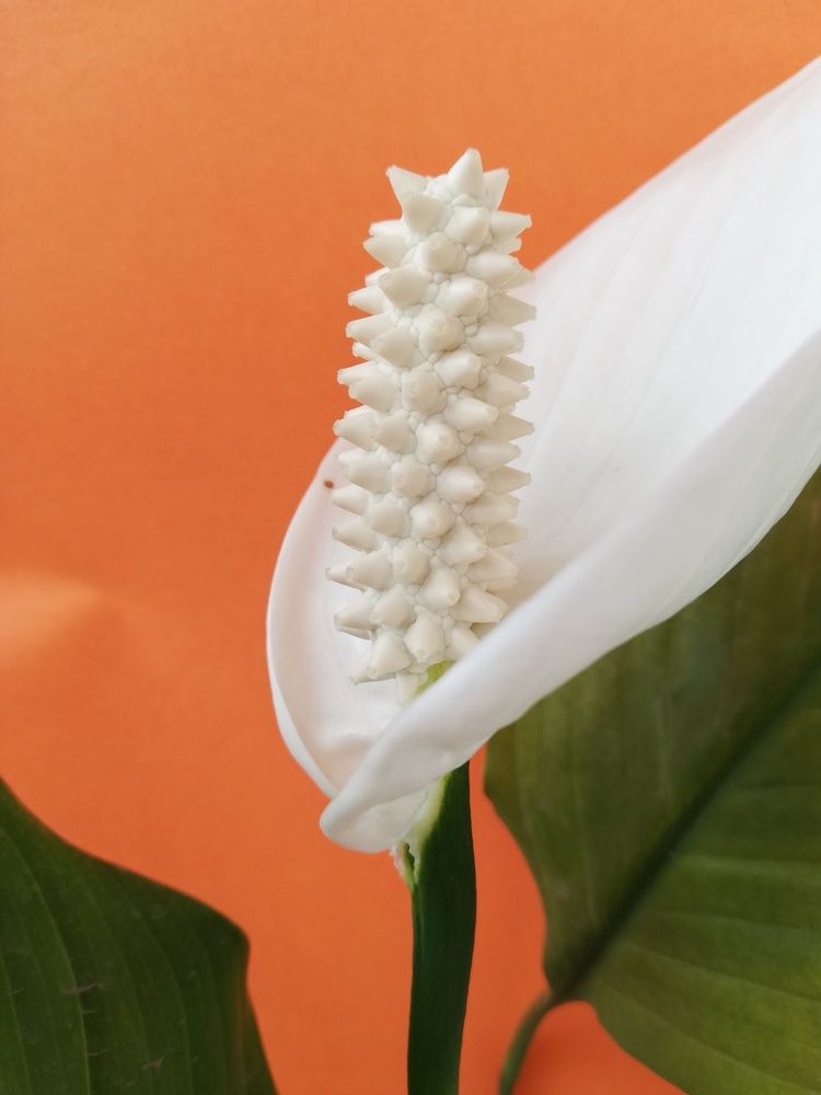 Фотография автора Kristine Sargsyan