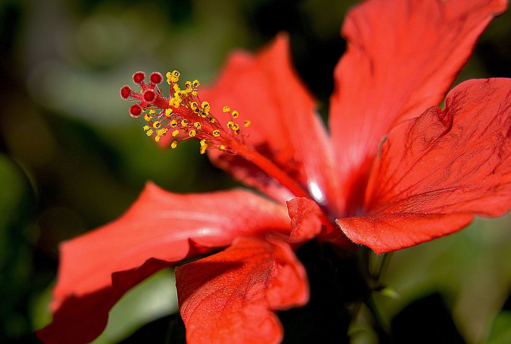 Photograph by Raed Victor Saad