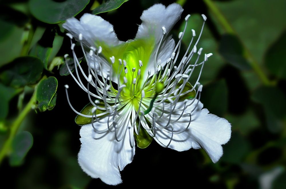 Почти бабочка