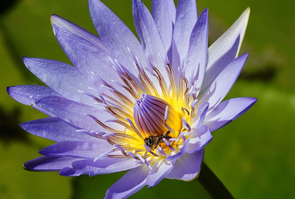 Photograph by Raed Victor Saad