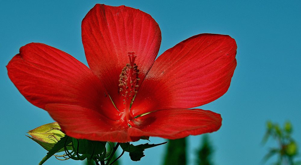 Китайская роза.