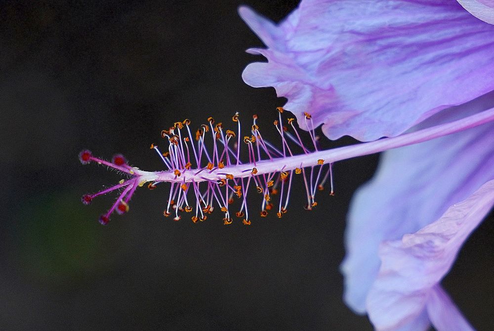 Photograph by Raed Victor Saad