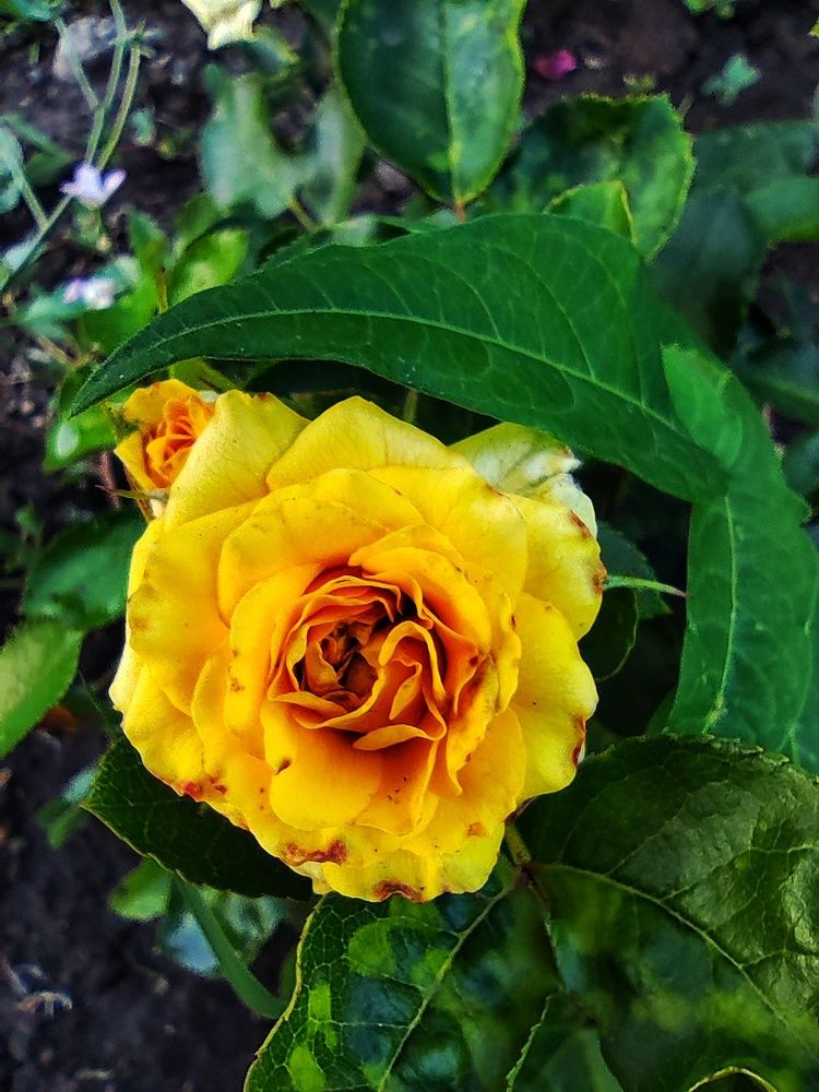 Photograph by Анна Напримерова