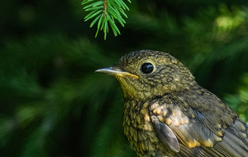 Photograph by Михаил Трусов