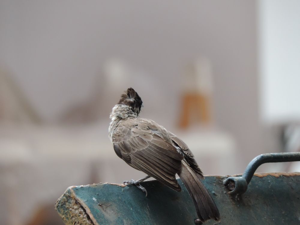 Sooty-headed Bulbul on the lid of a household trash can