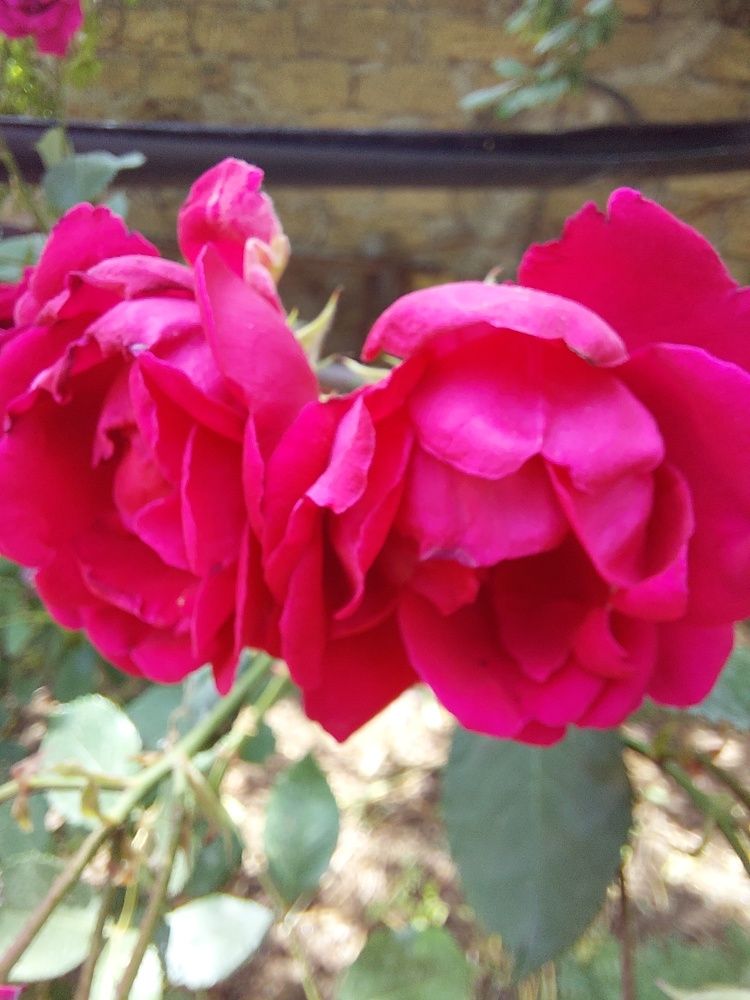 Фотография автора Анатолий Дячина