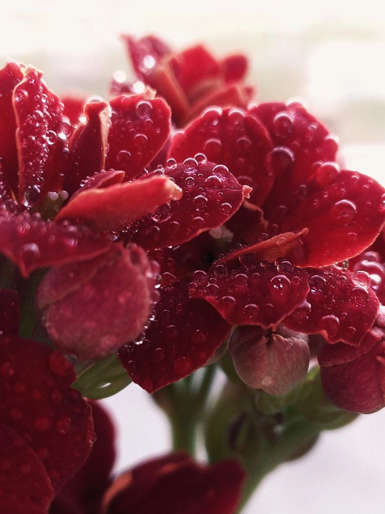 Photograph by Оксана Мельник