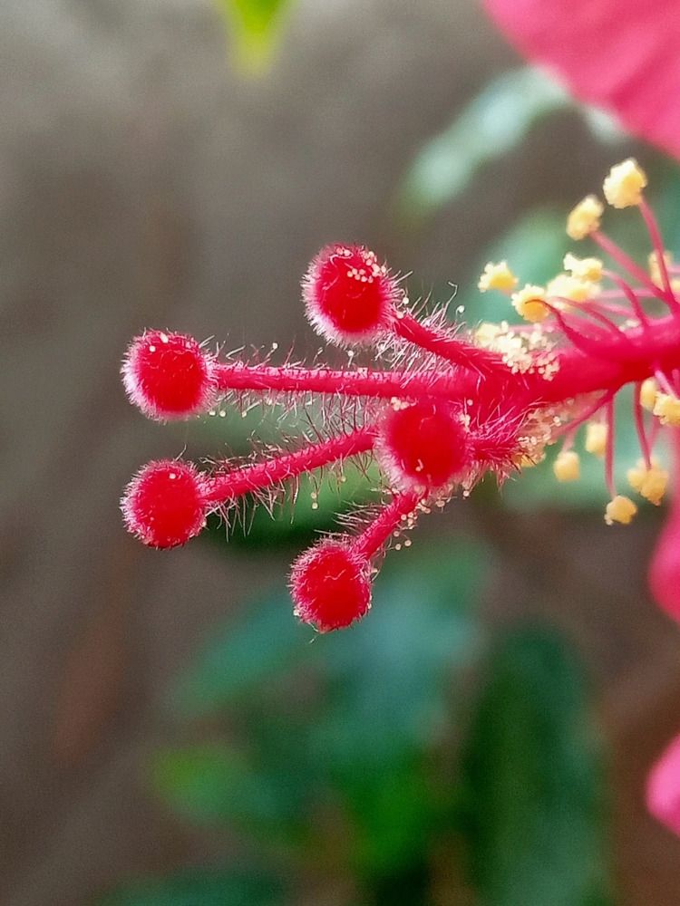 Макромир цветов