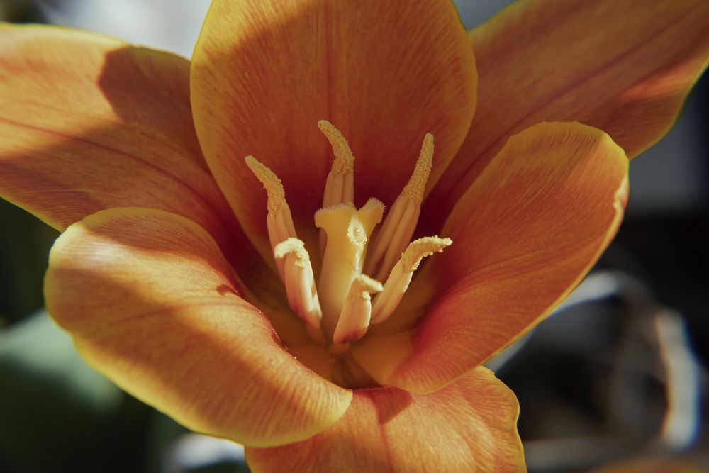 Фотография автора Branko Banko