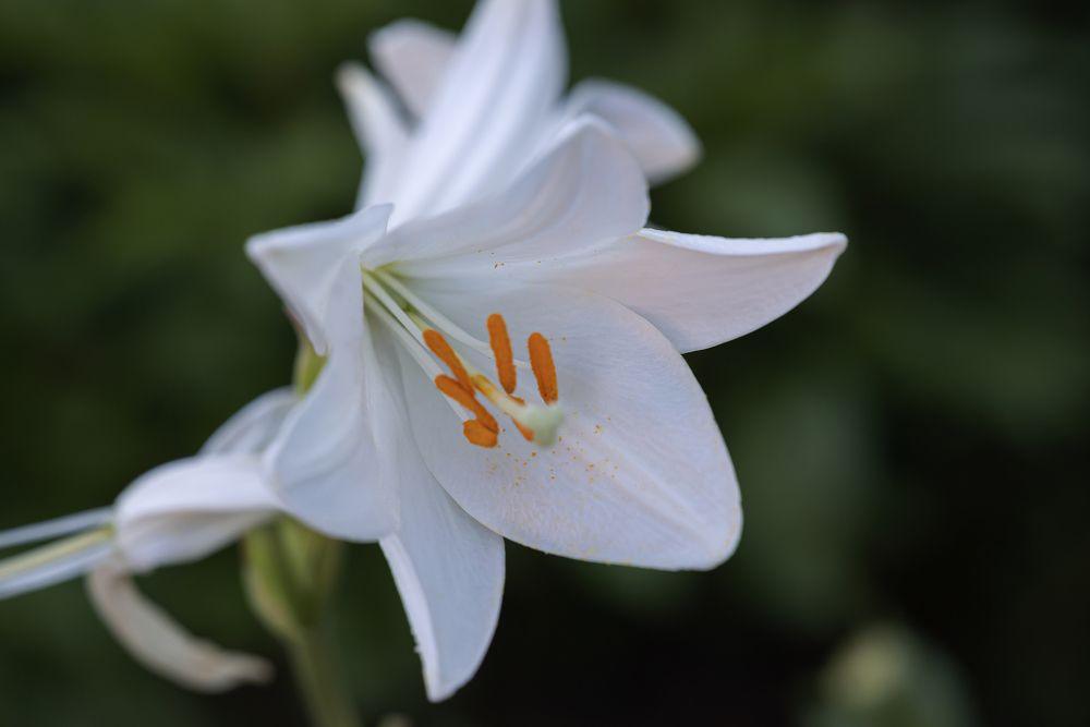 Фотография автора Branko Banko