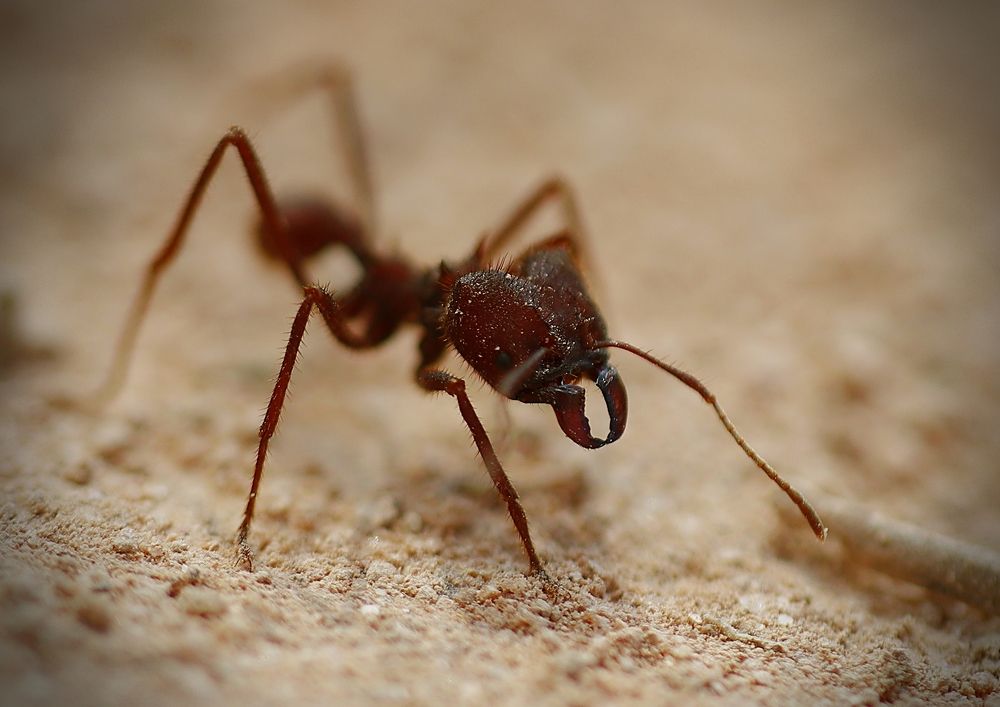 Фотография автора Armando Leonardo Linhares