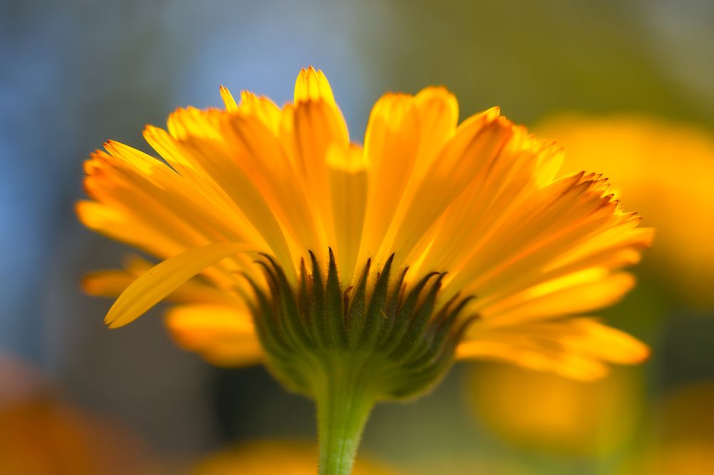 Фотография автора Ashir Kumar