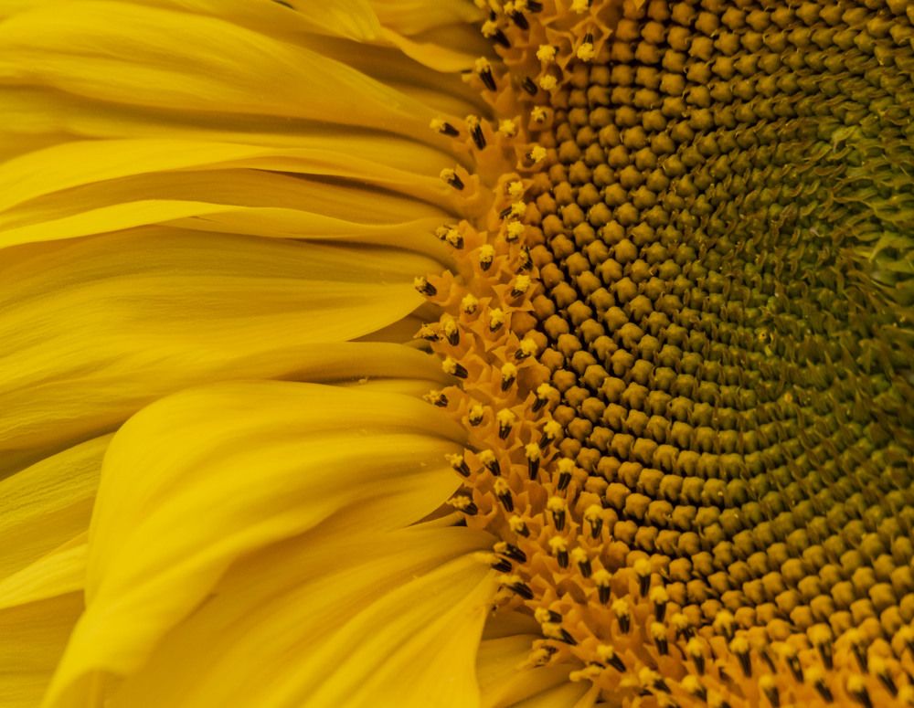 Photograph by Елена Перминова