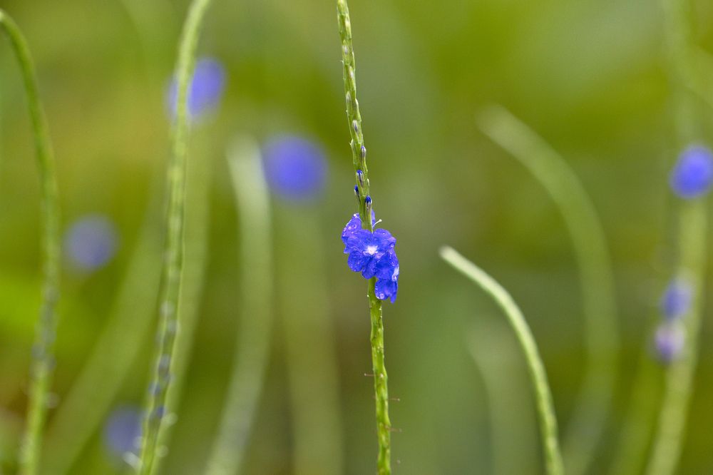 Фотография автора Ashir Kumar