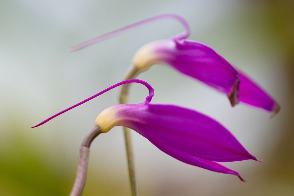 Фотография автора Ashir Kumar