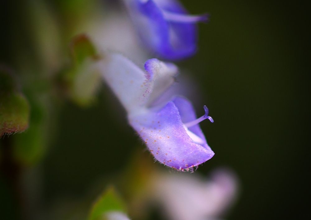 Фотография автора Armando Leonardo Linhares