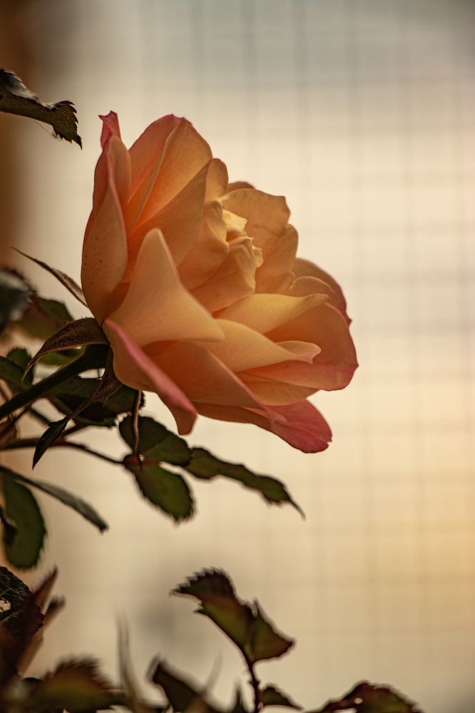 Photograph by Любовь Алексеева