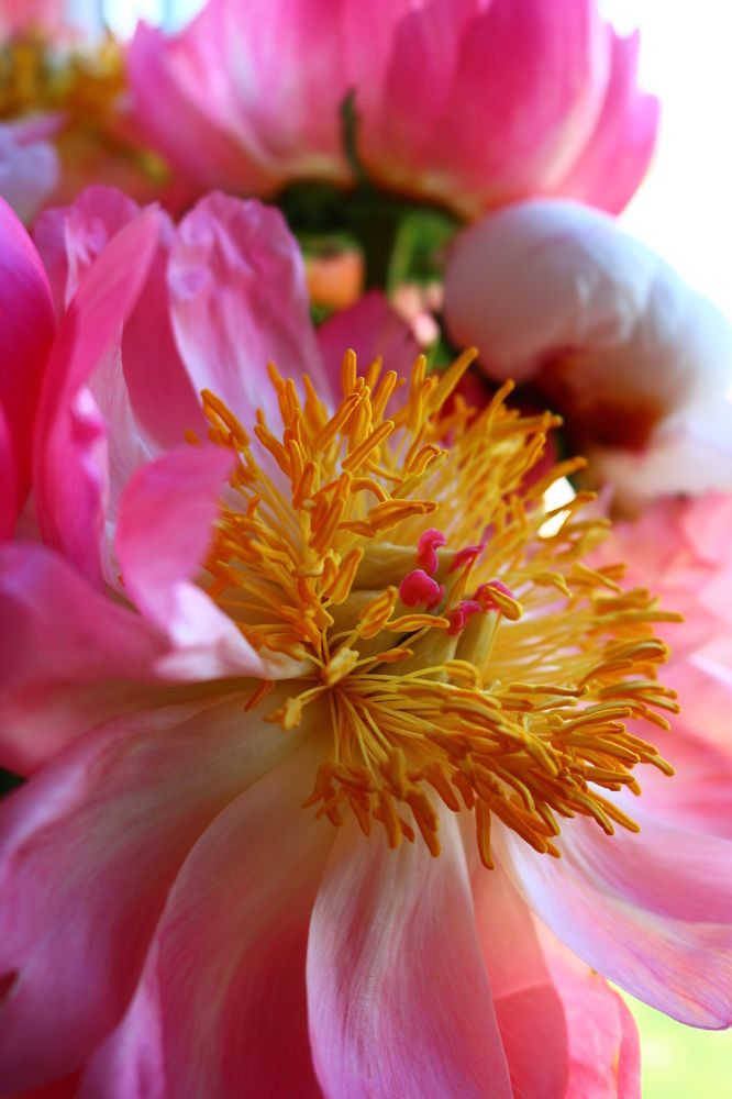 Photograph by Светлана Шуткова