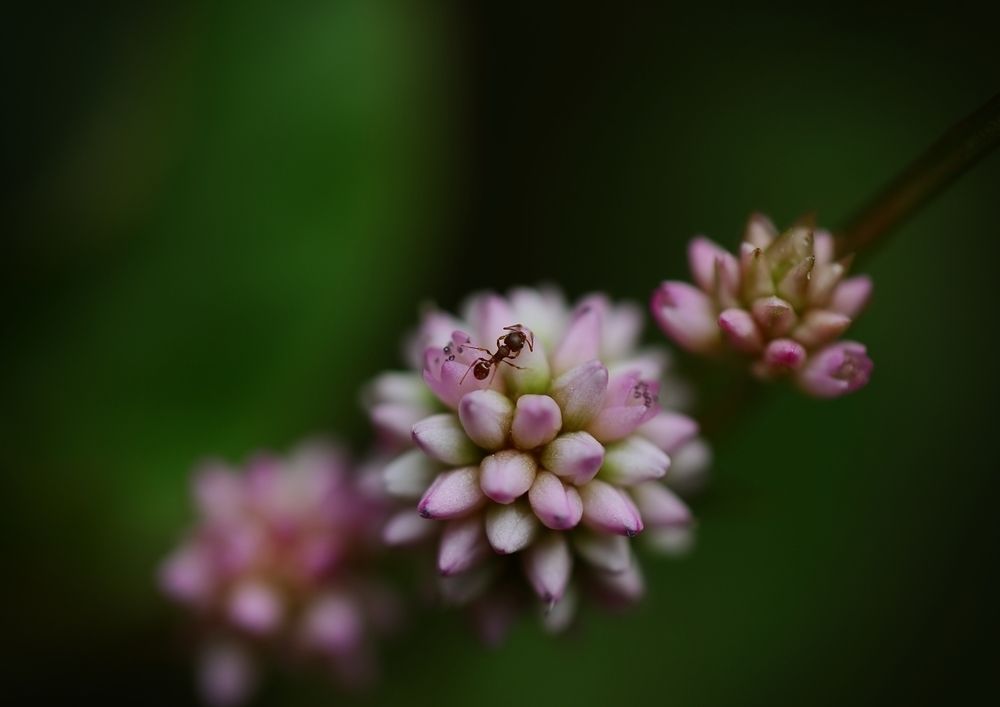 Фотография автора Armando Leonardo Linhares