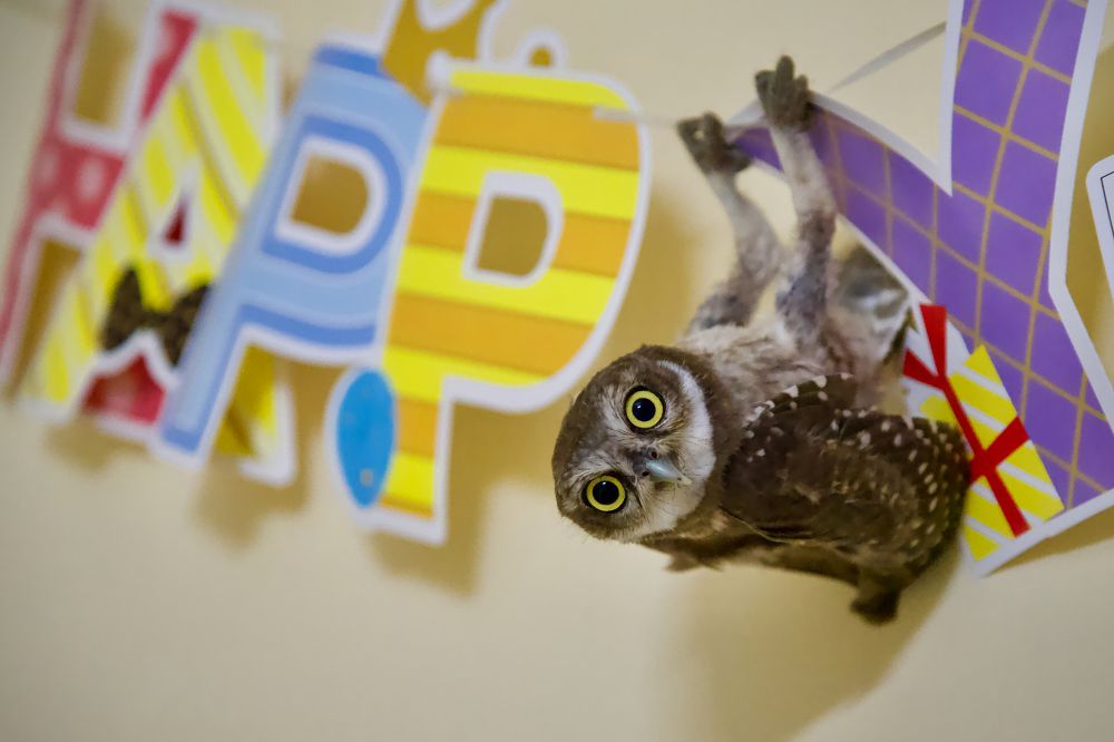 Фотография автора BIPLAB MISRA