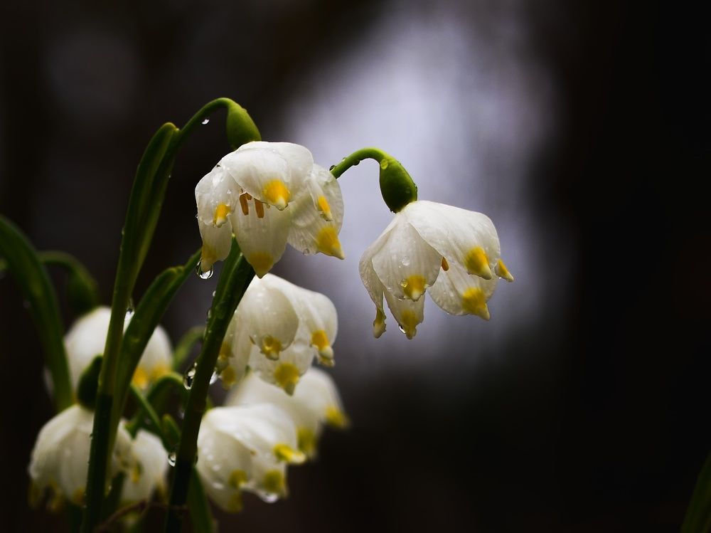 Фотография автора Jaroslav Hanzalík