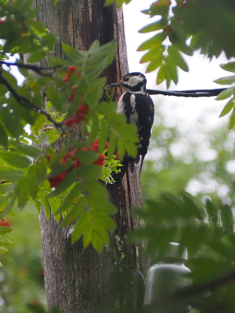 Photograph by Сергей Пушкин