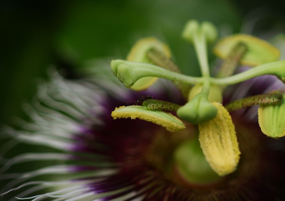 Фотография автора Armando Leonardo Linhares