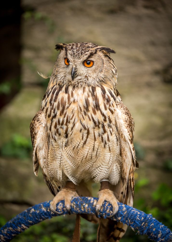 Photograph by Anatoly Chomko