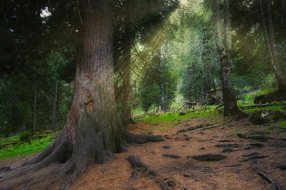 Пятисотлетний кедр