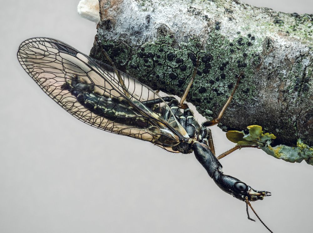 SNAKEFLY: an unusual insect.