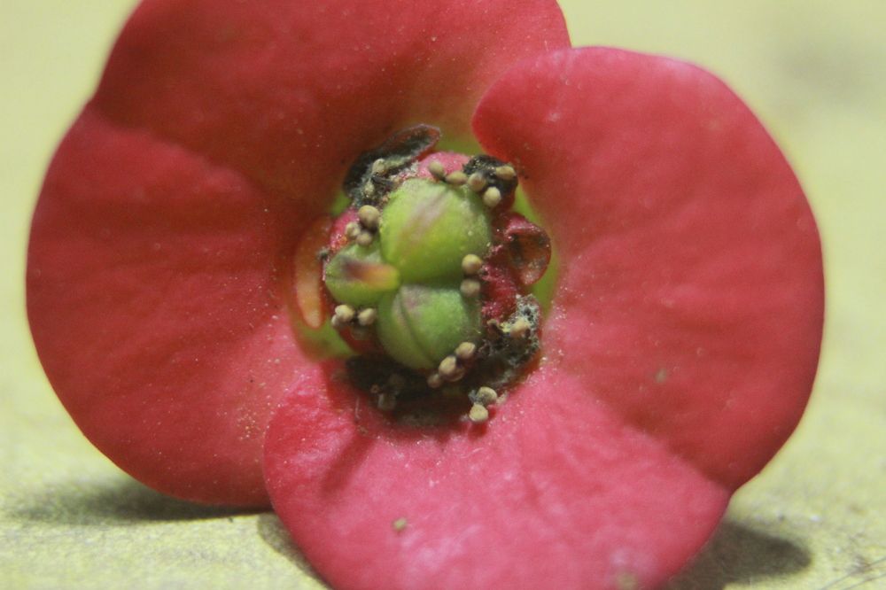 Фотография автора Nadarajan Lakshmanswamy