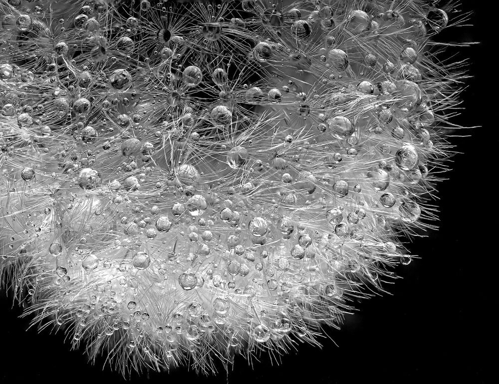 Одуванчик после дождя