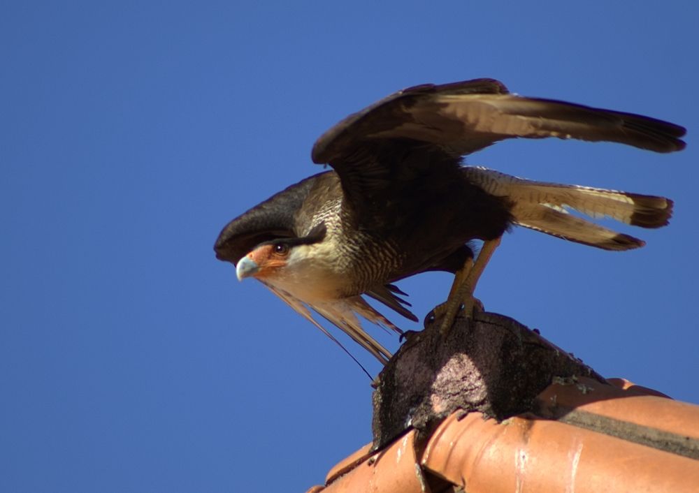 Фотография автора Armando Leonardo Linhares