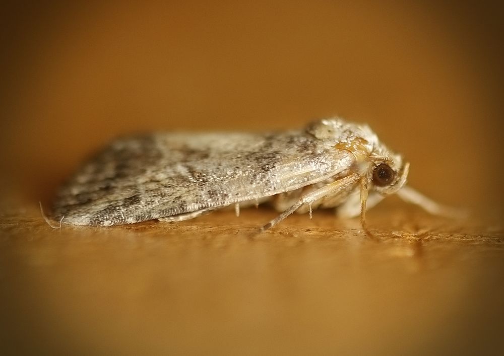 Фотография автора Armando Leonardo Linhares