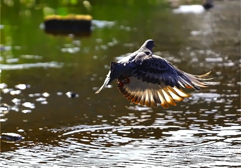 Photograph by Татьяна Слесарева