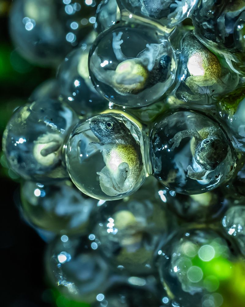 The Beginning of Life