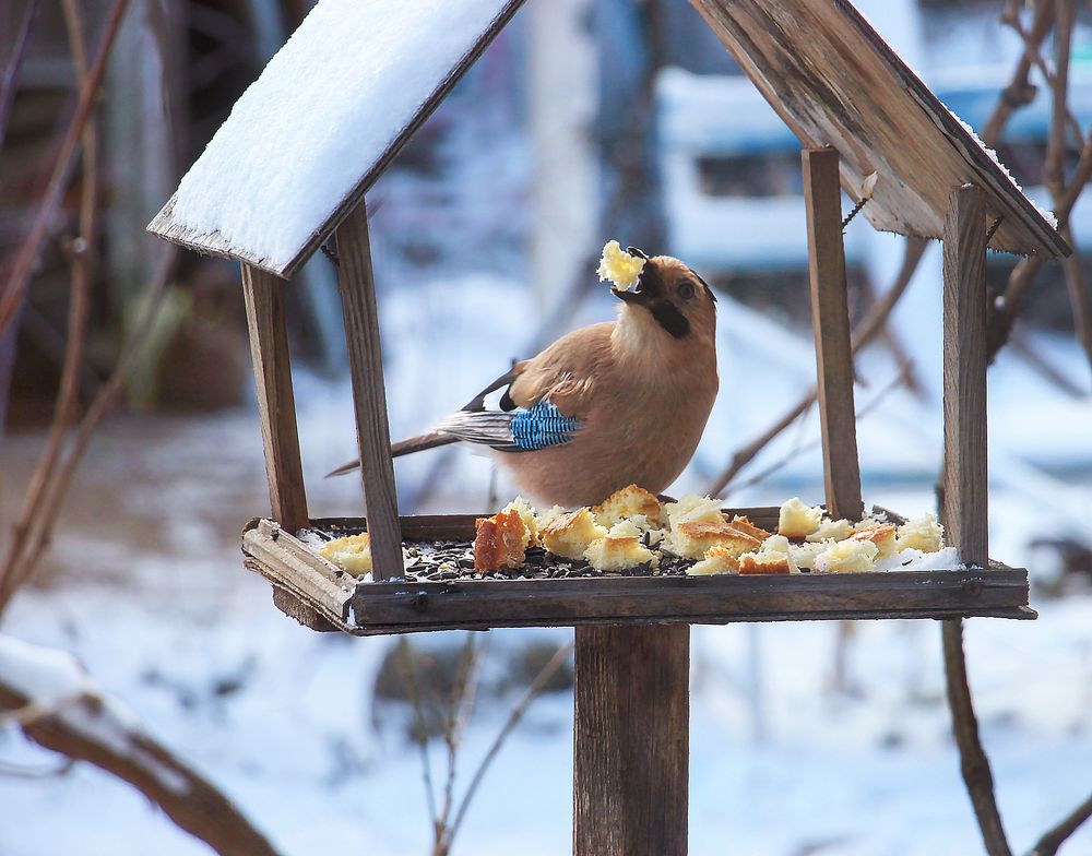 Фотография автора Татьяна Сергиенко