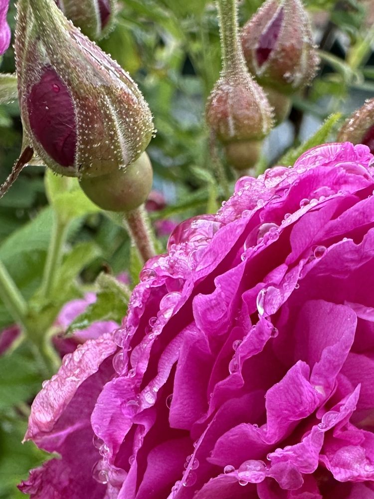 Photograph by Irina Kolotova