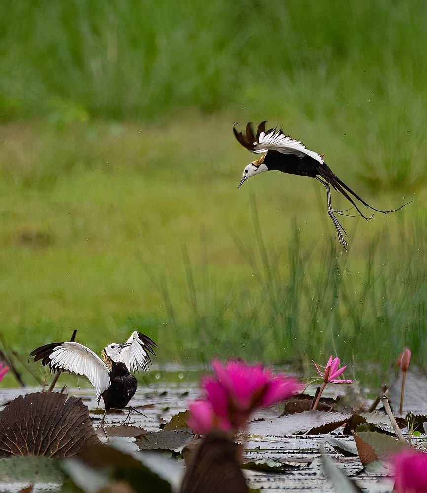 Photograph by Bibhas Deb