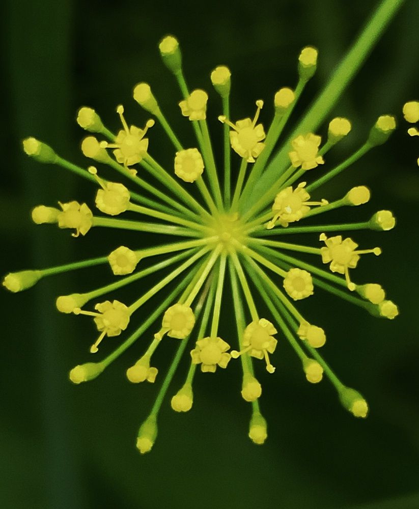 Photograph by Ольга Мартьянова