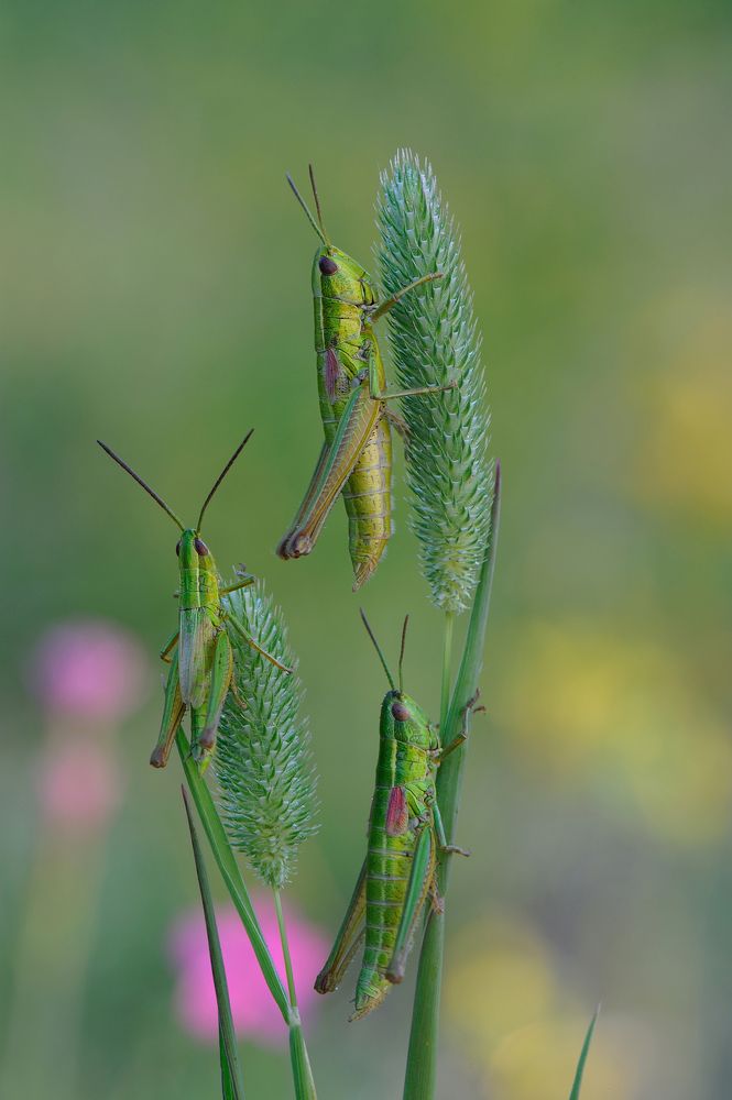 Photograph by Чистяков Андрей
