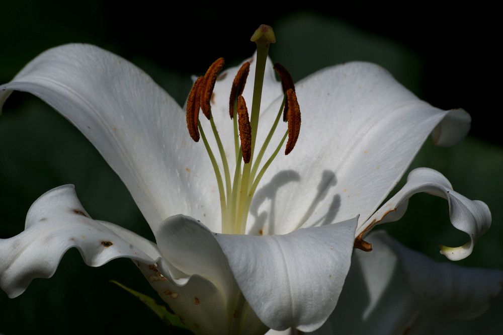 Photograph by Yroslava Veretina