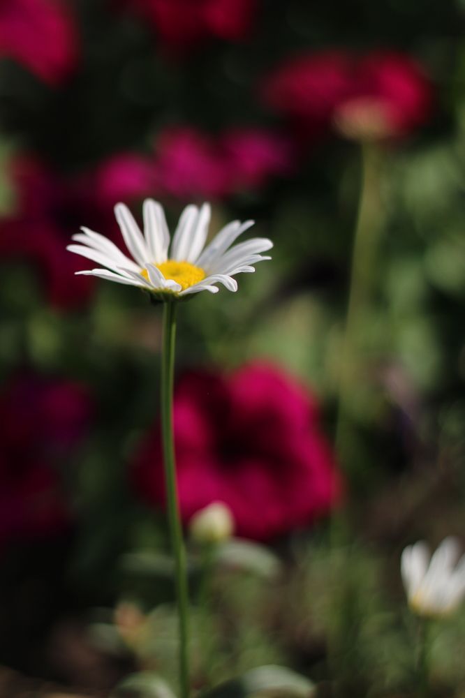 Photograph by Гульфира Душанбаева