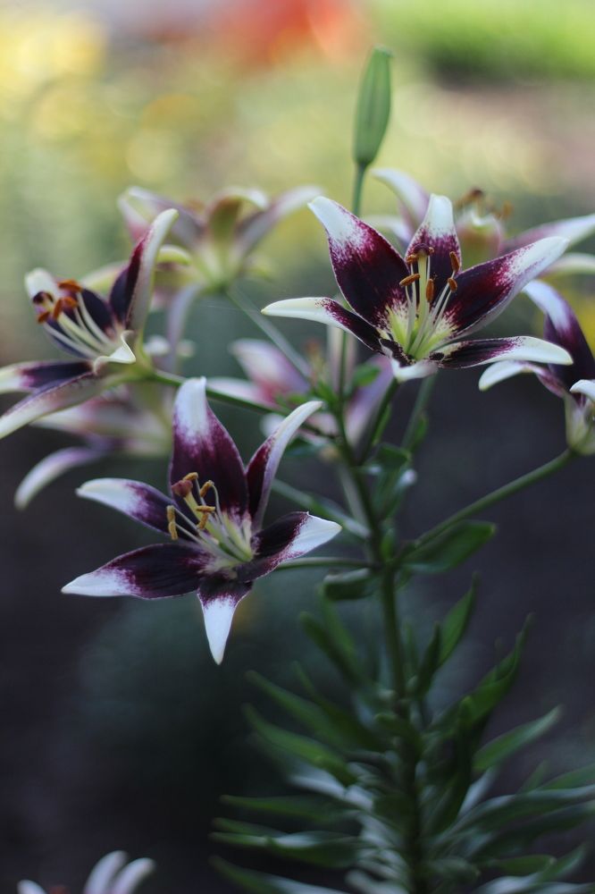 Photograph by Гульфира Душанбаева