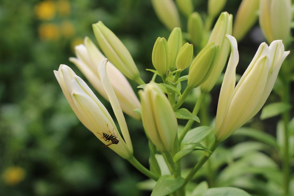 Photograph by Гульфира Душанбаева