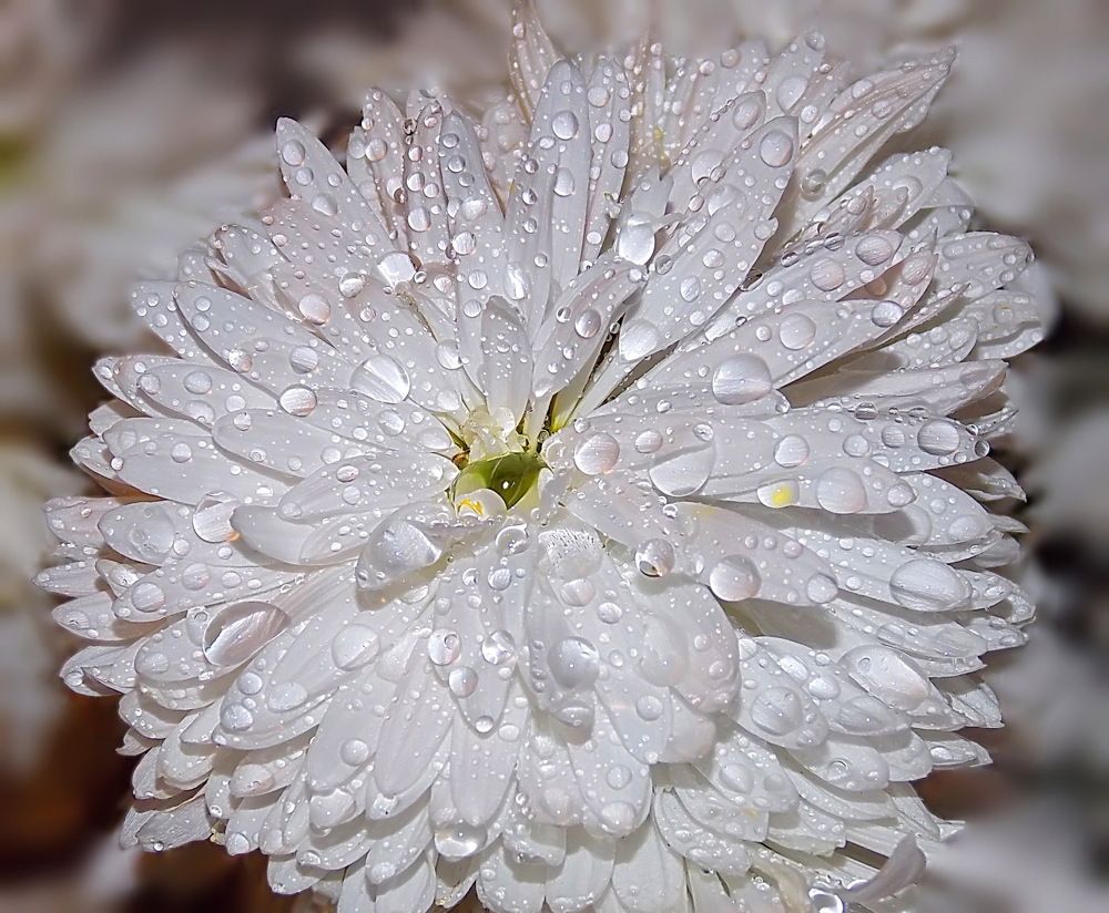 Хризантема с алмазами дождя