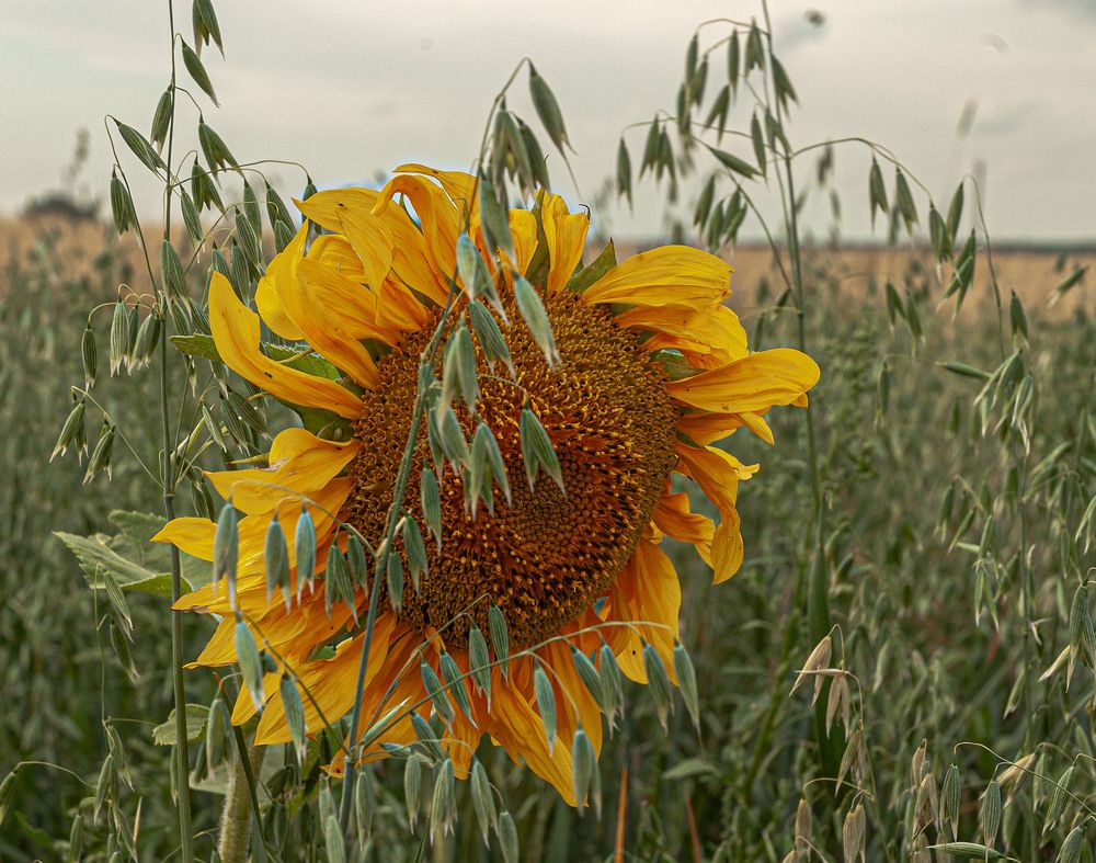 Photograph by Vladimir  Komarov