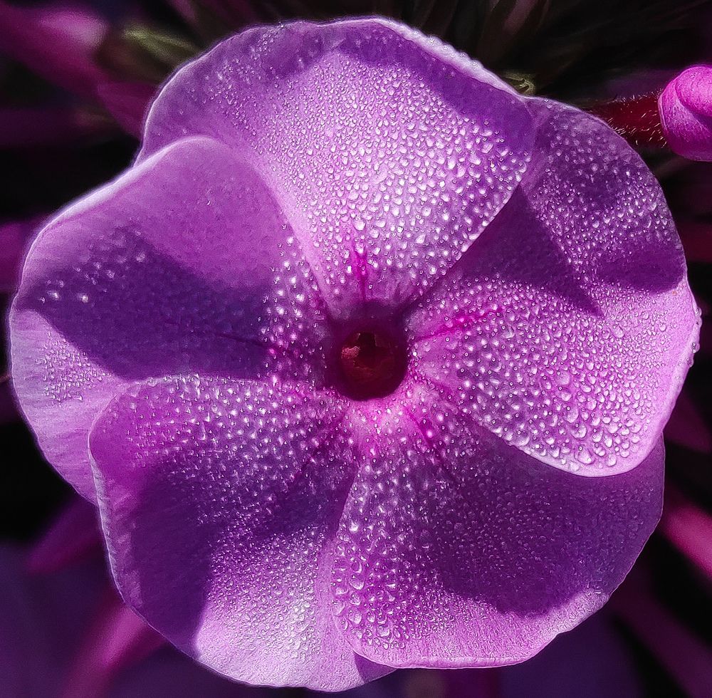 Photograph by Елена Попова