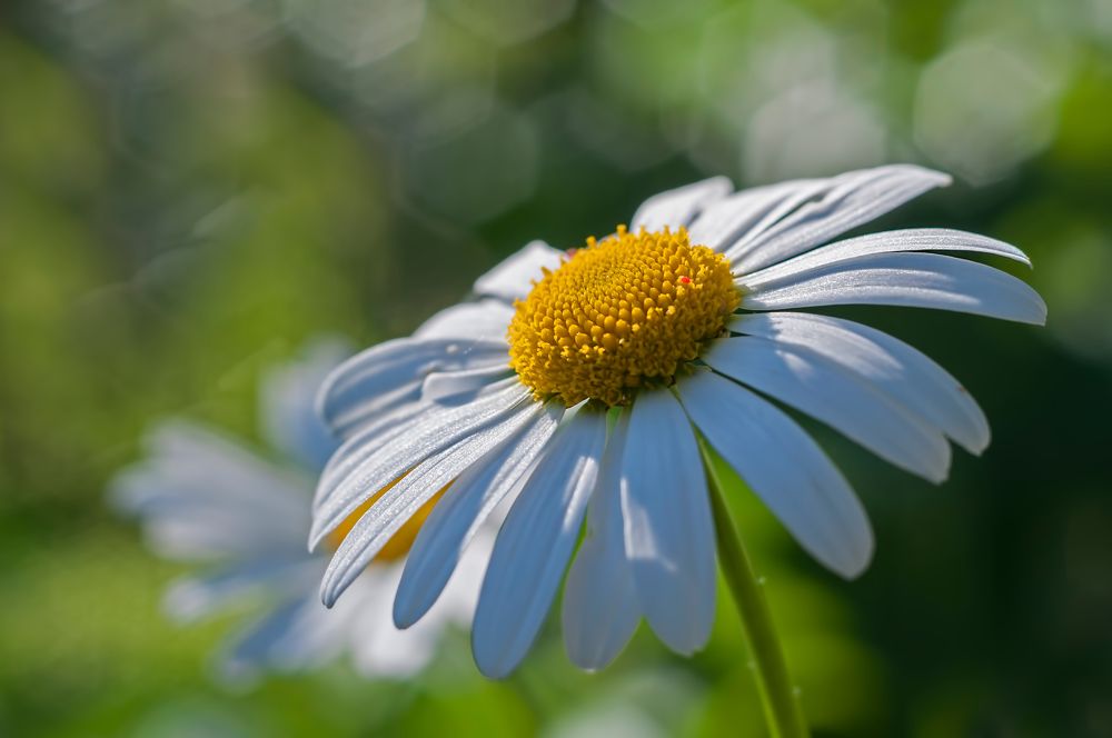 Photograph by Svetlana Rizzo