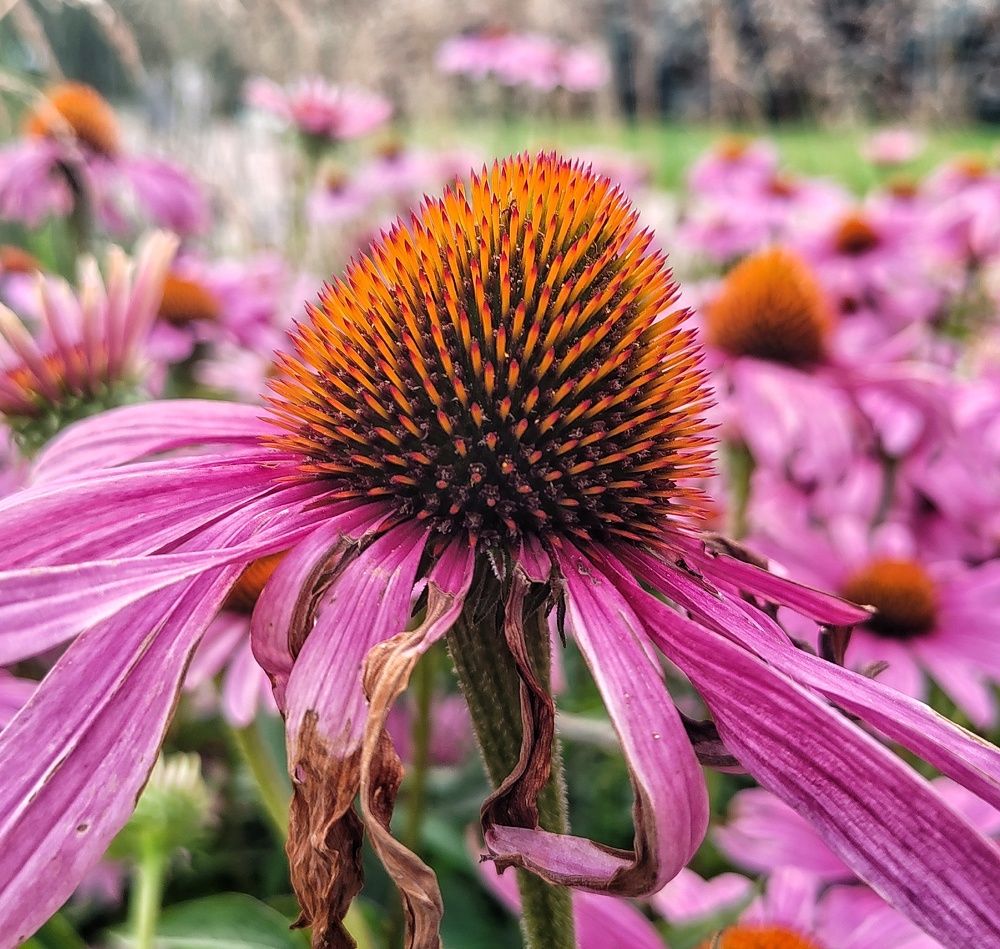 Photograph by Дайана